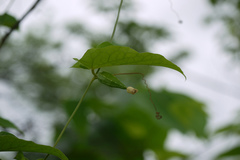 Solena amplexicaulis